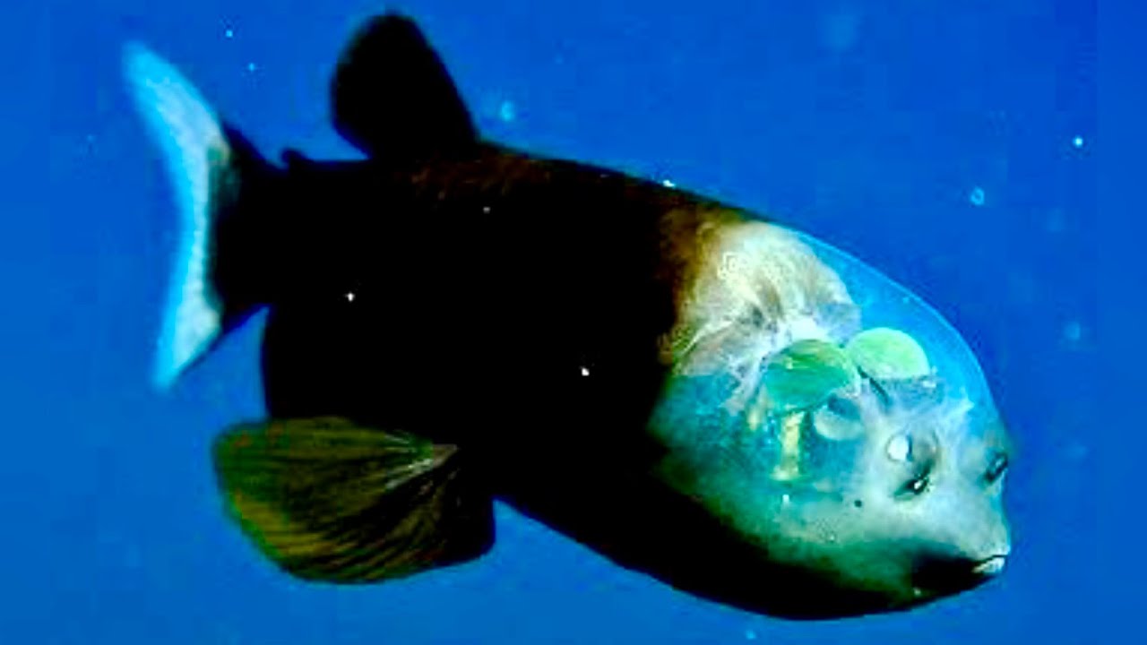 Facts : The Barreleye Fish  || @NaturesEye11