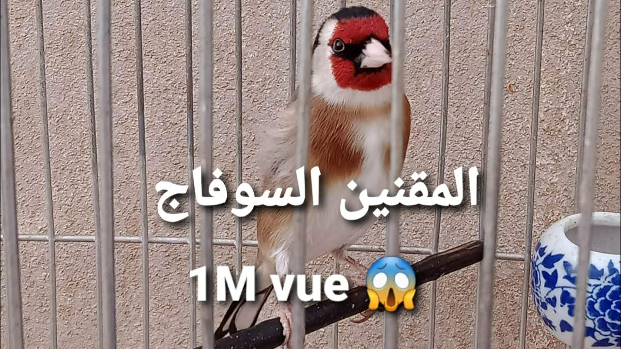 اذا اشتريت مقنين صوفاج وحبيت يغنيلك بسرعة | تابع الفيديو