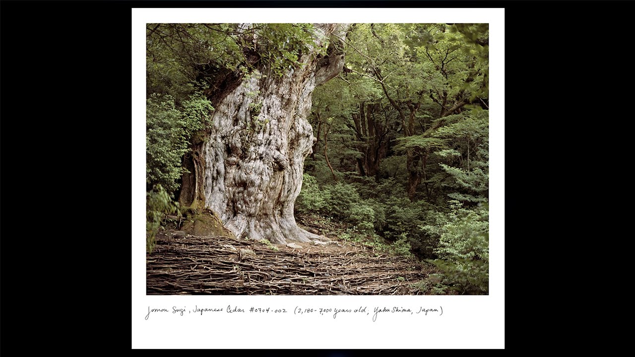 Rachel Sussman on the Inspiration for The Oldest Living Things in the World