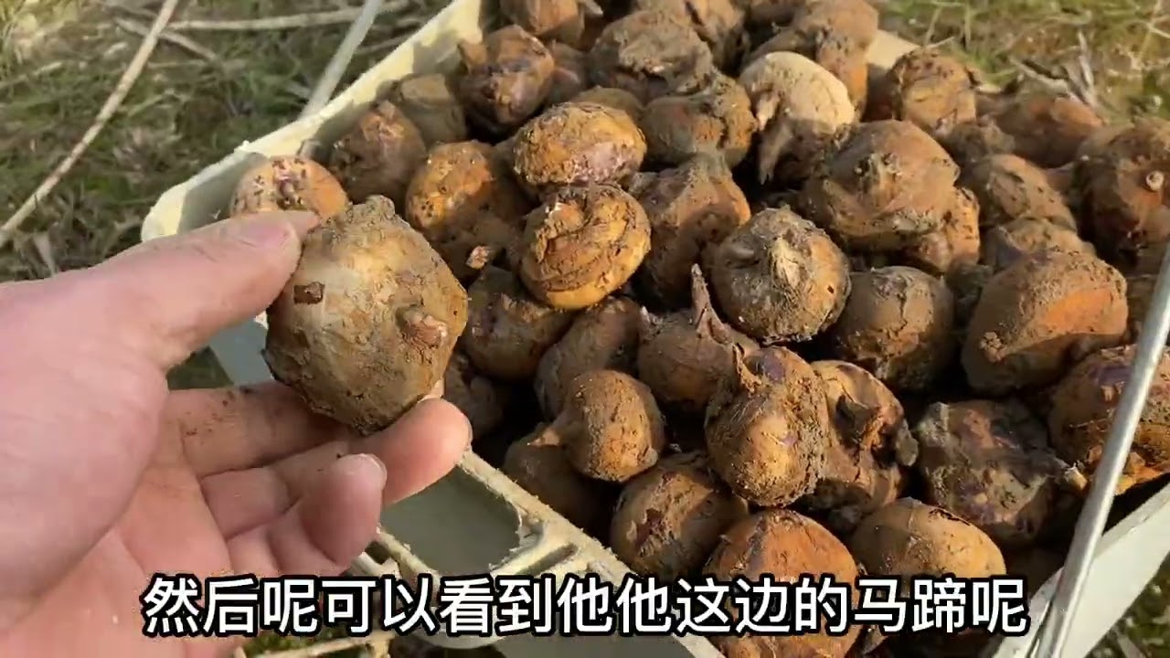 农村又一新型种植业，比养猪牛羊更赚钱，亩产可达3000斤，真暴利