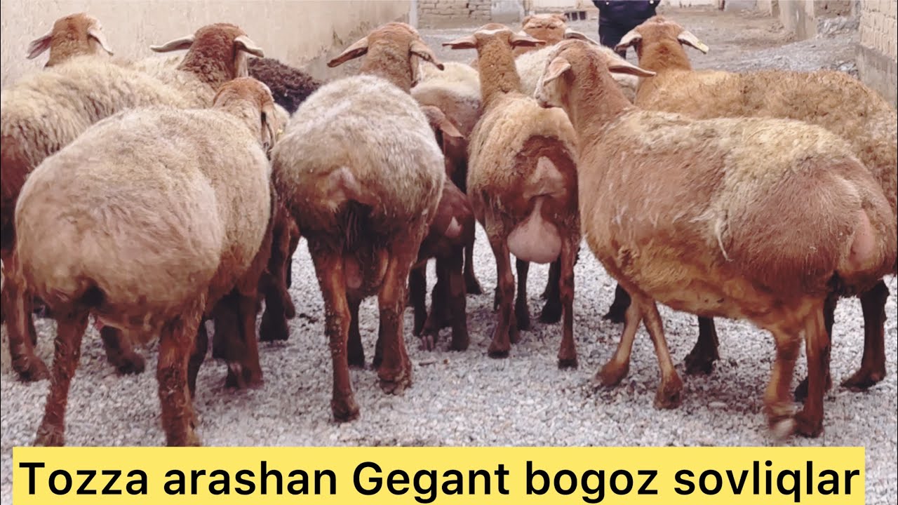 Tozza qonli Arashan Bogoz sovliqlar sotuvda Toza Arashan boqadigan akamizni honadonidan 