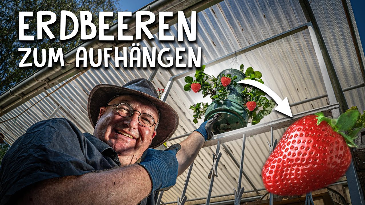 Erdbeeren richtig anbauen! 🍓- Tipp für Garten & Balkon mit wenig Platz