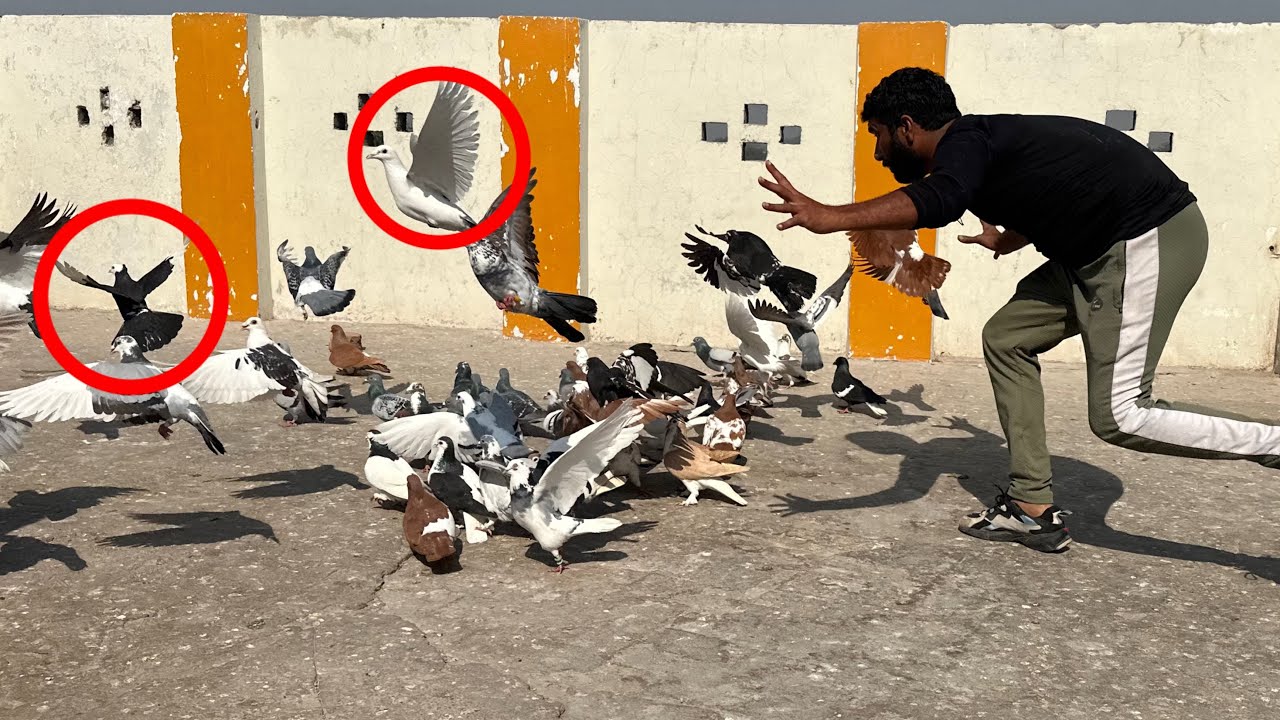 Kabutaro ki bazzi ka phela din or ek kabutar utar Liya😨