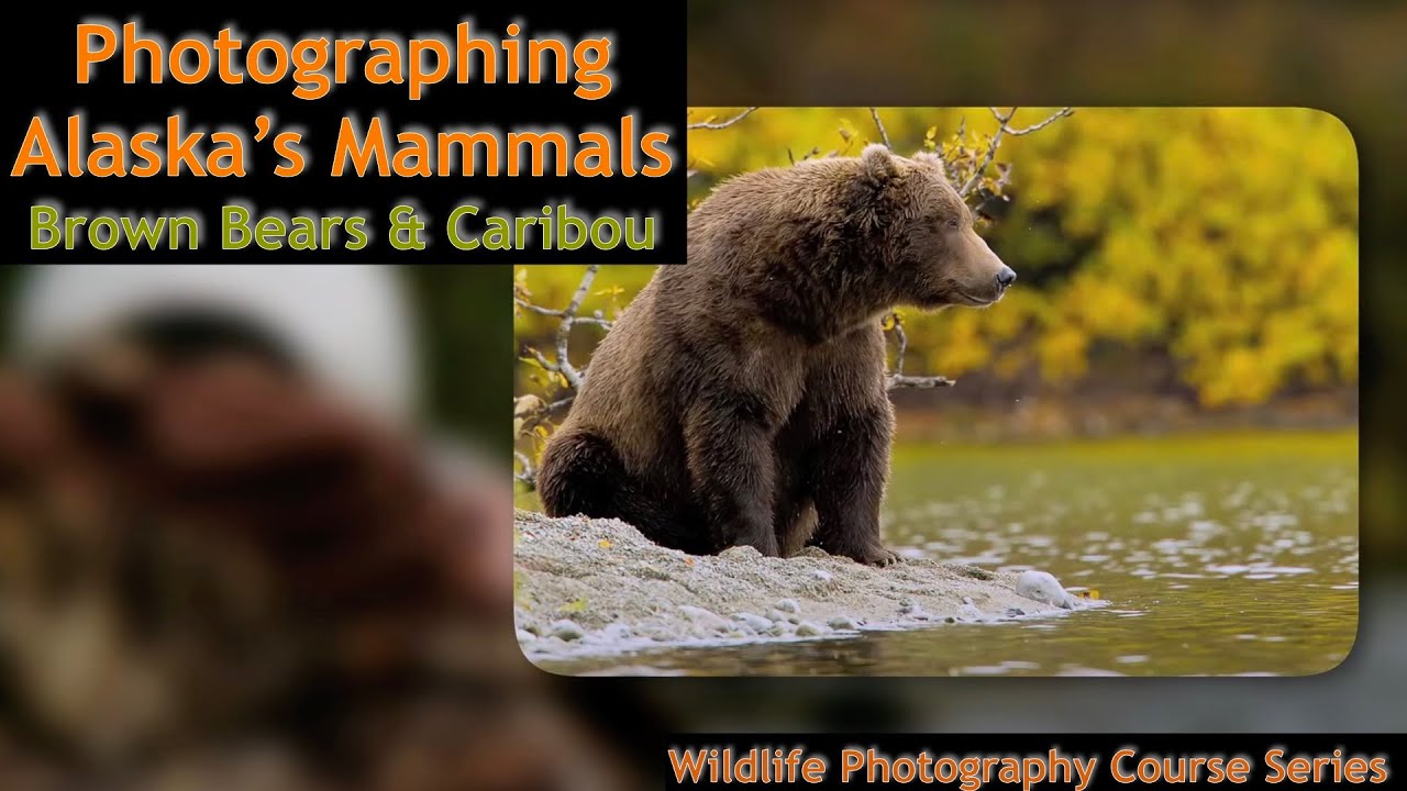 Alaska Walrus & Brown Bears Photography - Wild Photo Adventures