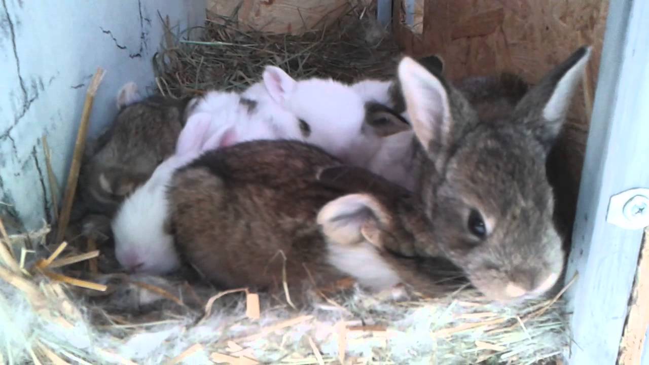 Kültéri Nyúlketrec