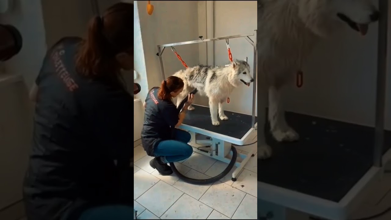 Quand un #husky va au #toilettage , il y a toujours un moment en chanson dans le bain !