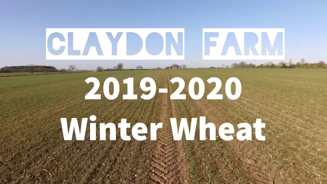 Claydon Direct Drilled Wheat Challenging Year 2019-2020