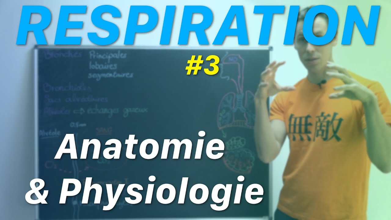 Comprendre la respiration: immunité et anatomie des poumons