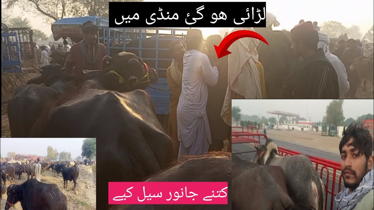 AJ mandi main larai ho gai hum NY kitny janwer sale kiey # Ramzan daily life# viral video 