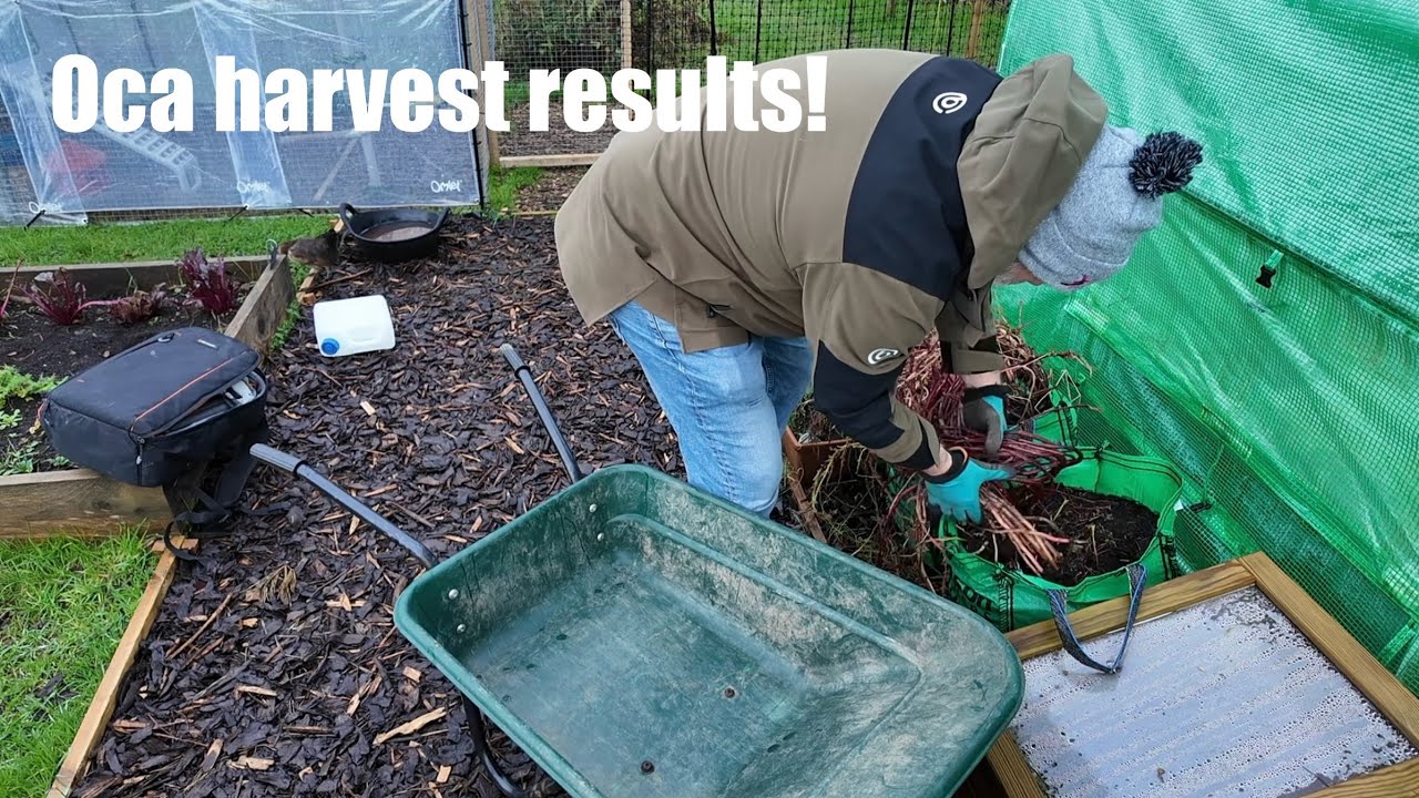 Oca harvest results 