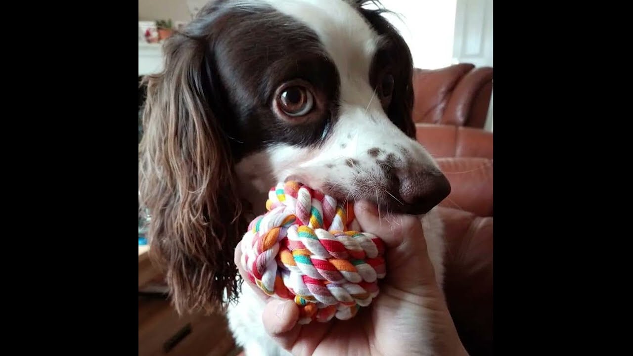 Happy birthday milly dog
