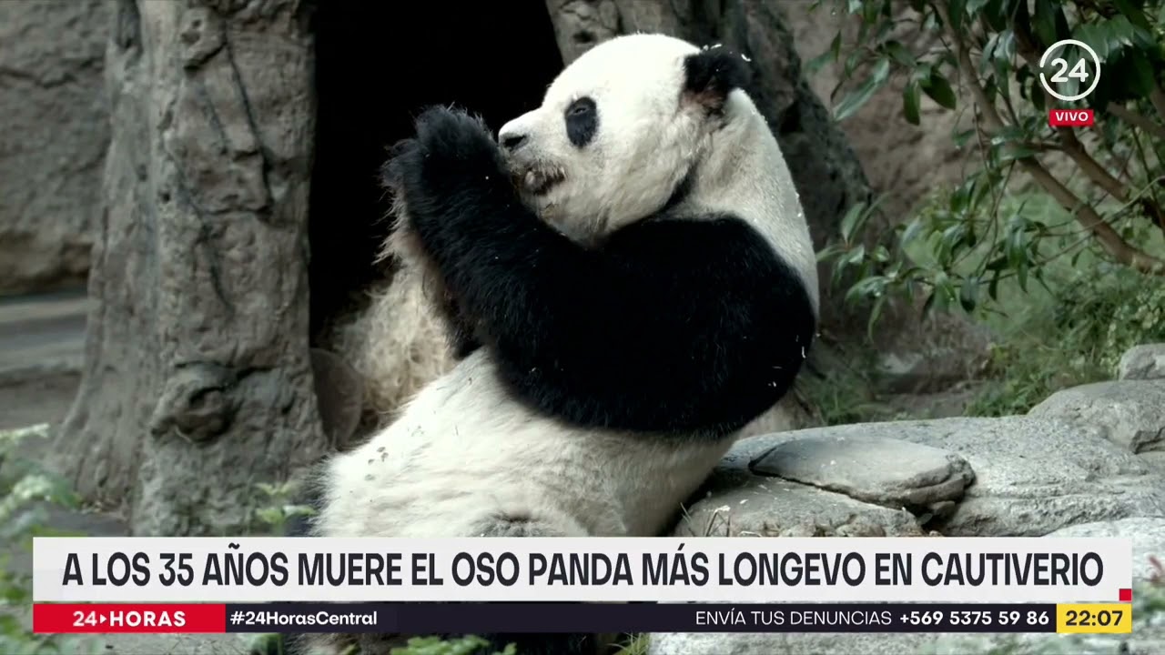 24 Horas Central Nota Muerte de oso Panda más longevo (21-07_2022)