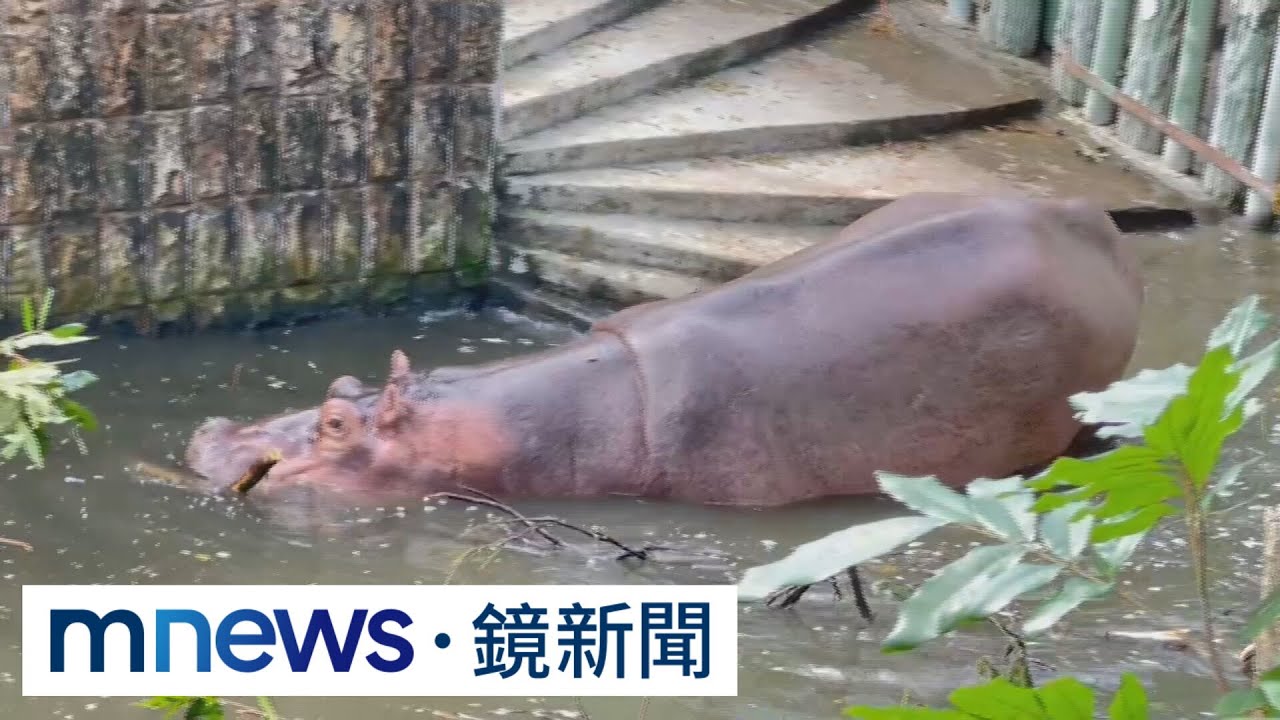 壽山動物園受災慘！動物「連休9天」悠哉　人類忙翻｜#鏡新聞