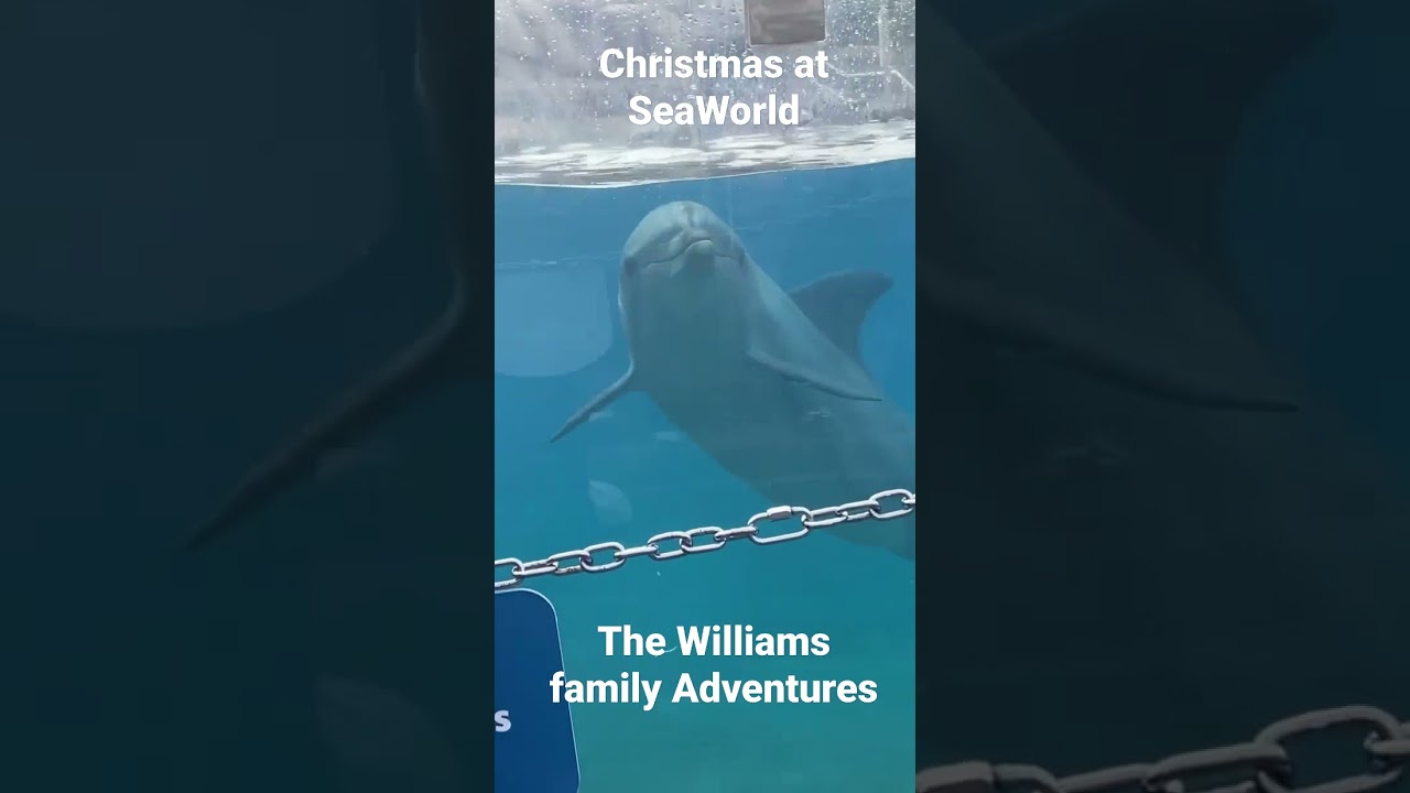 Christmas at SeaWorld watch the Williams family adventures coming soon