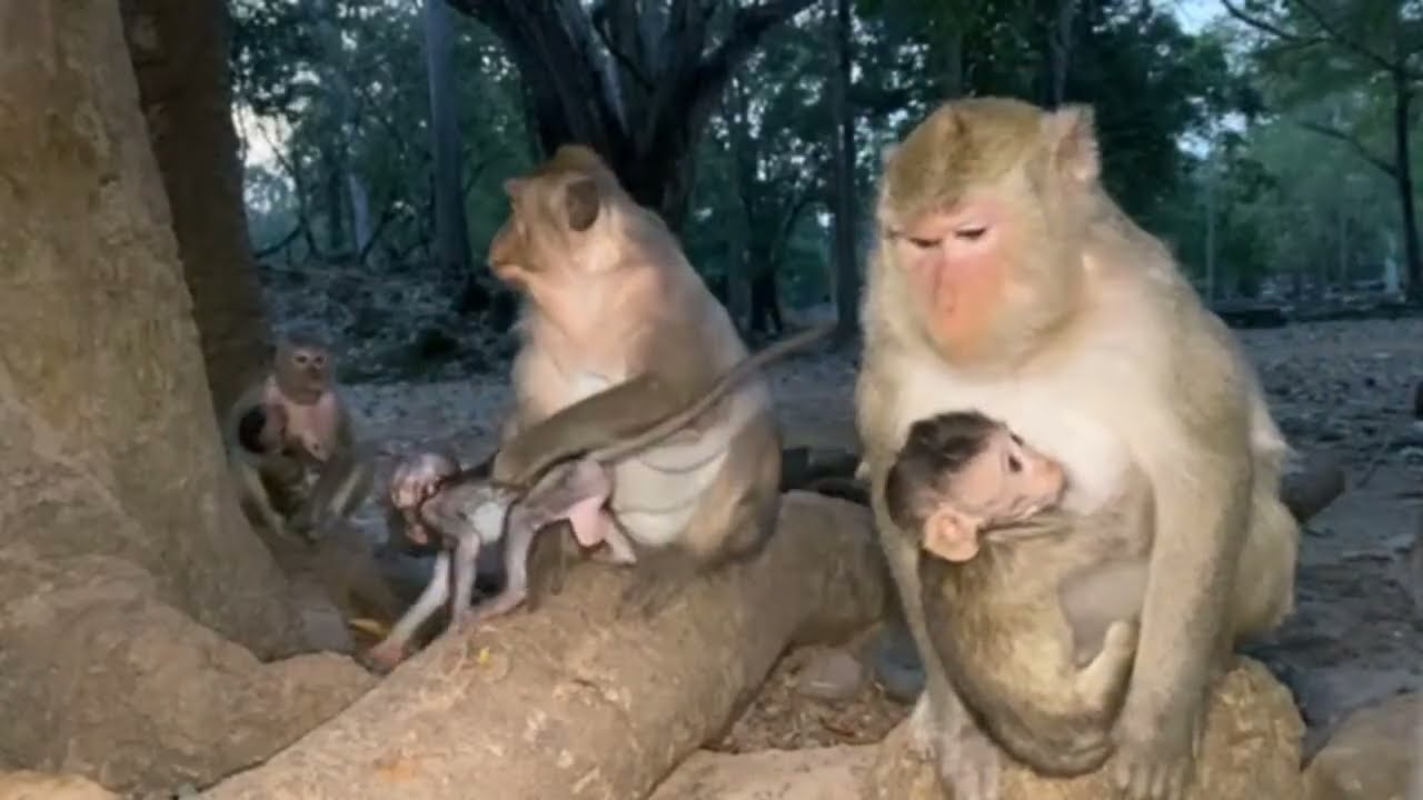 Where’s newborn baby monkey just born this morning