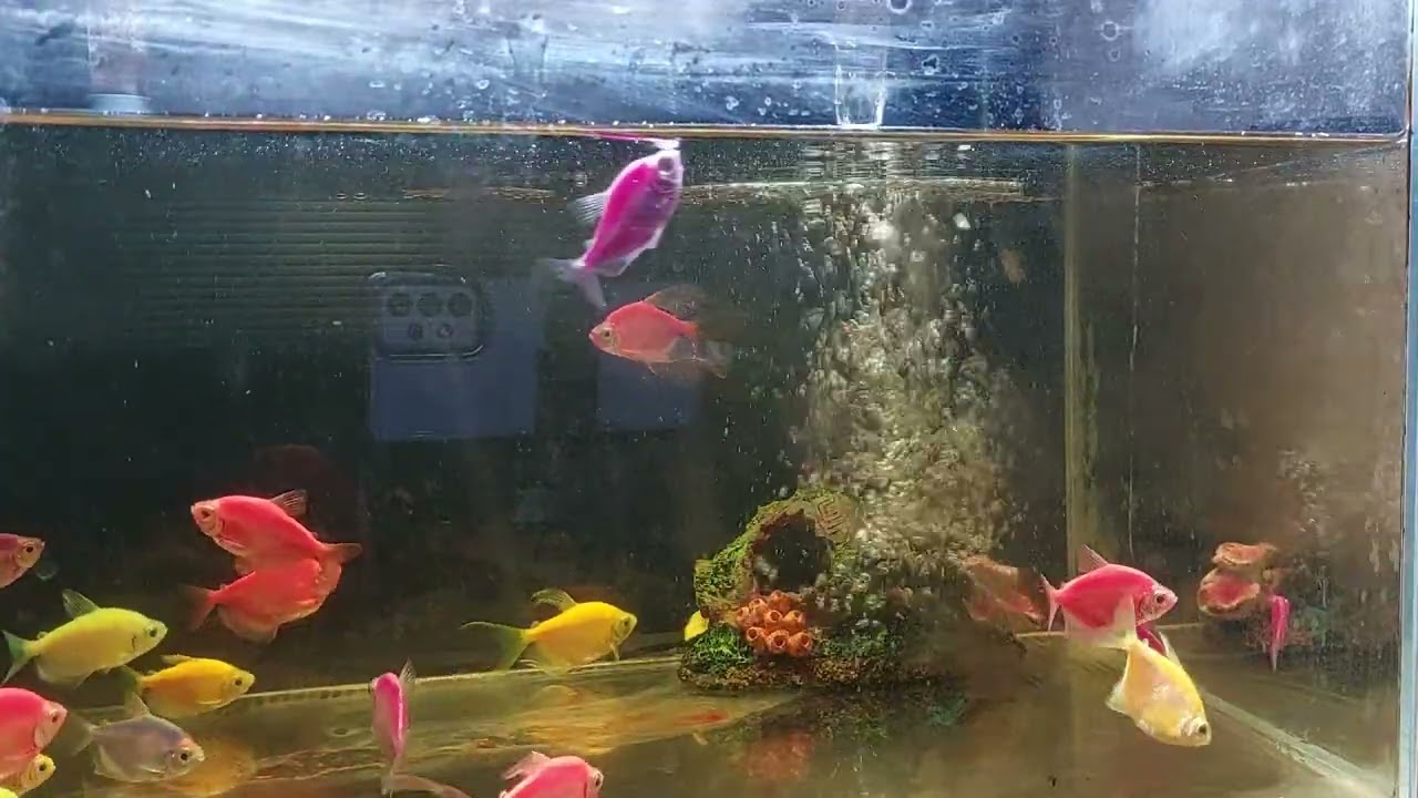 Relaxing Aquarium Fish Tank Sounds no music