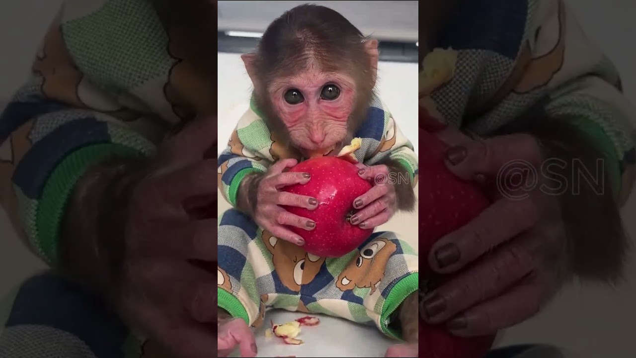 Cubis Monkey Runs Away From Dad's Anger! What Will Happen 