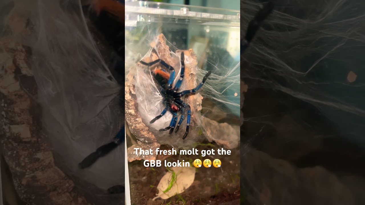Green bottle blue tarantula fresh molt looking 🥶🥶🥶🥶 