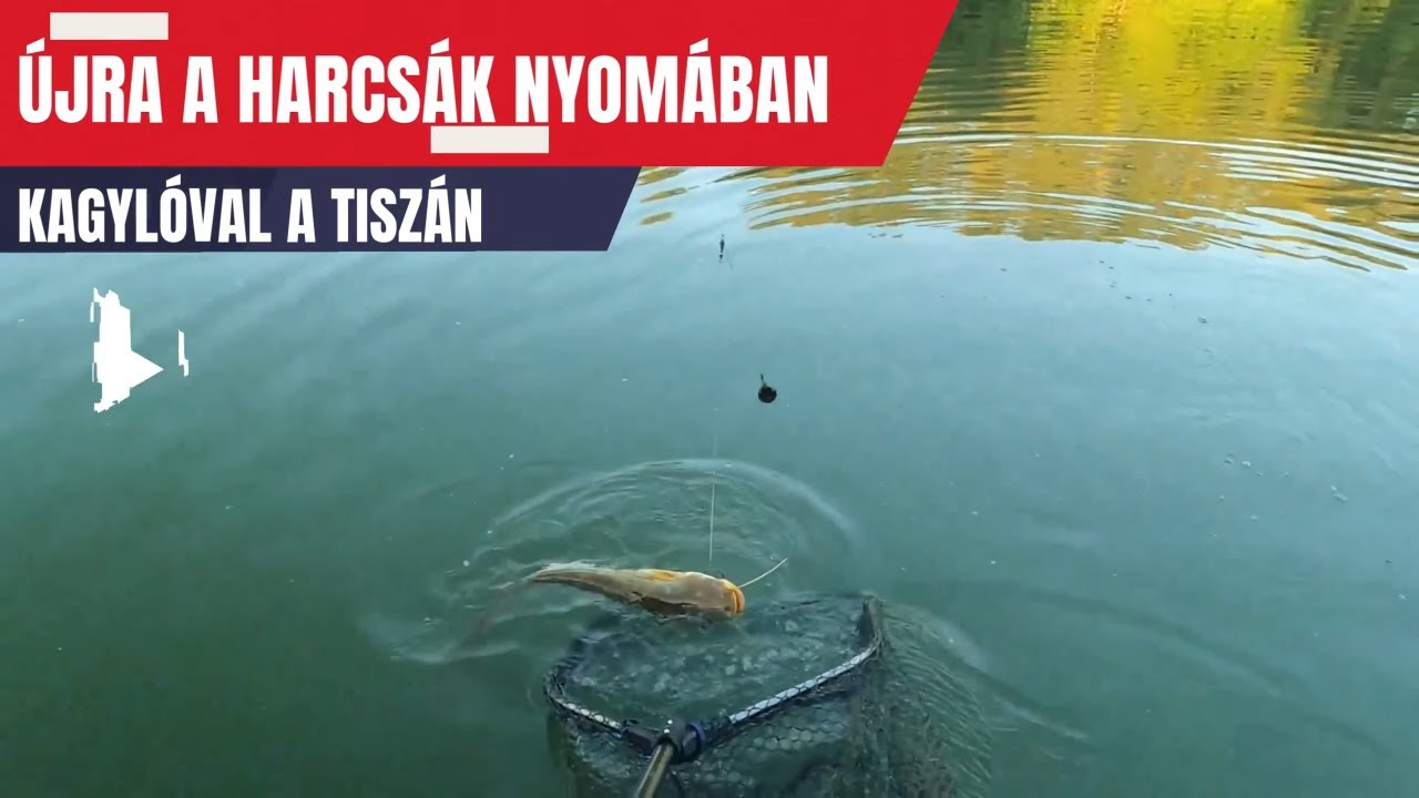 Újra a harcsák nyomában-KAGYLÓVAL A TISZÁN