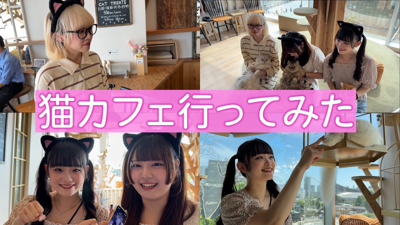 【癒し】アイドルが猫とたくさん戯れる映像です