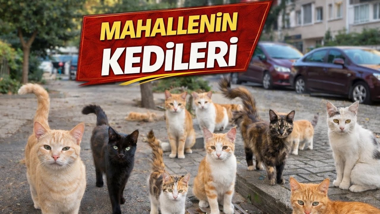 Bugünde Sahildeyiz #kedi # kedivideoları #cat #catvideos 