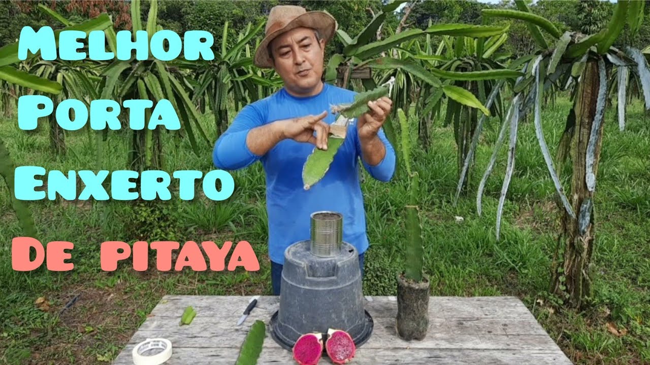 QUAL O MELHOR  PORTA ENXERTO PARA PITAYA | COM OU SEM RAIZ