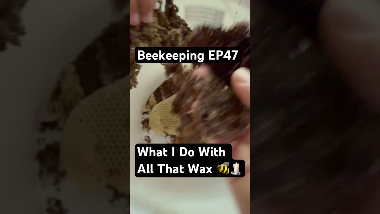 Beekeeping EP47 – What I Do With All That Wax 🐝🕯️