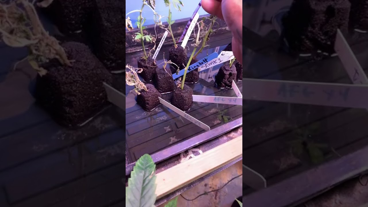DIY Cloning tip for marijuana hard or stubborn to start clippings add hormones to mix later on