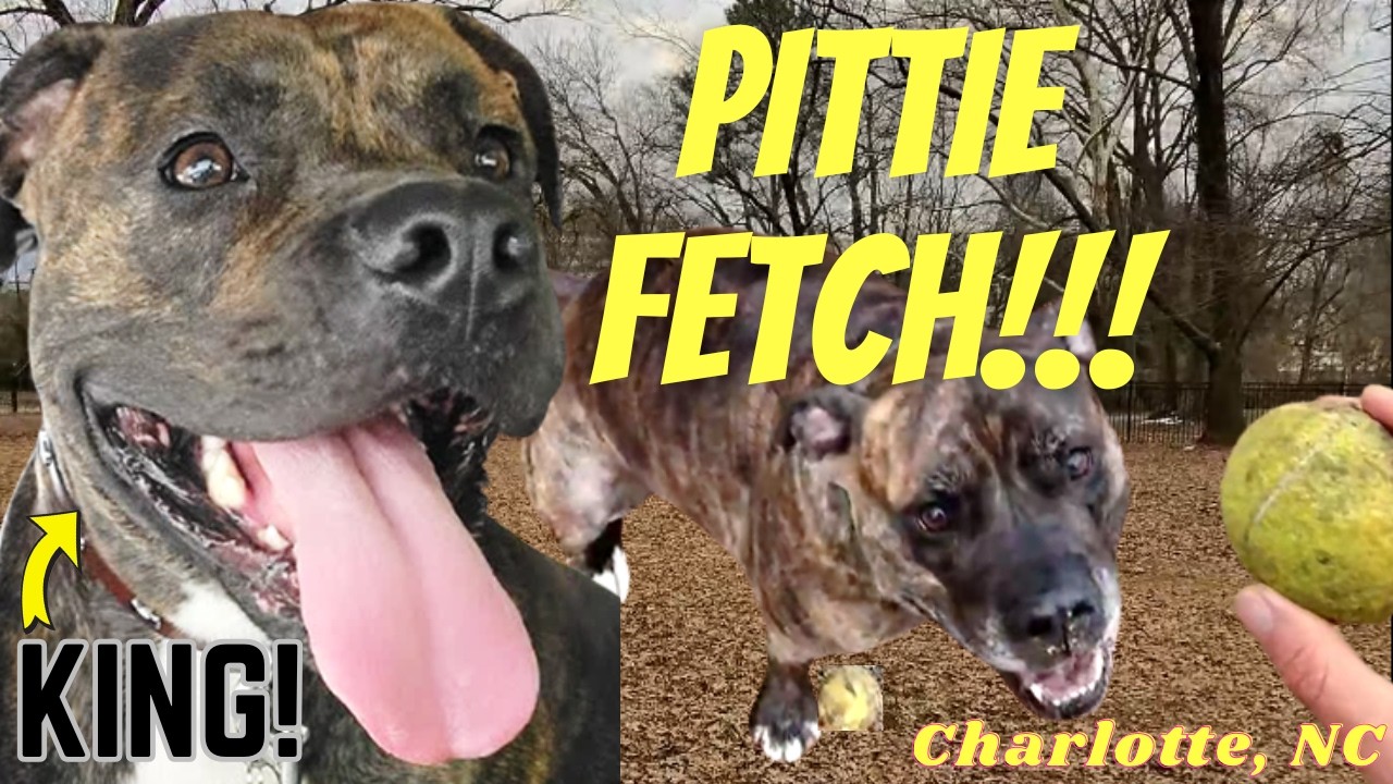 WHAT HAPPENS WHEN dog has SPECIAL FETCH OBSESSION?