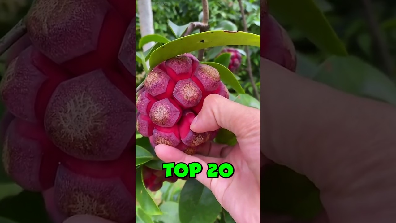 20 самых сладких фруктов на Земле — сладкие секреты природы!