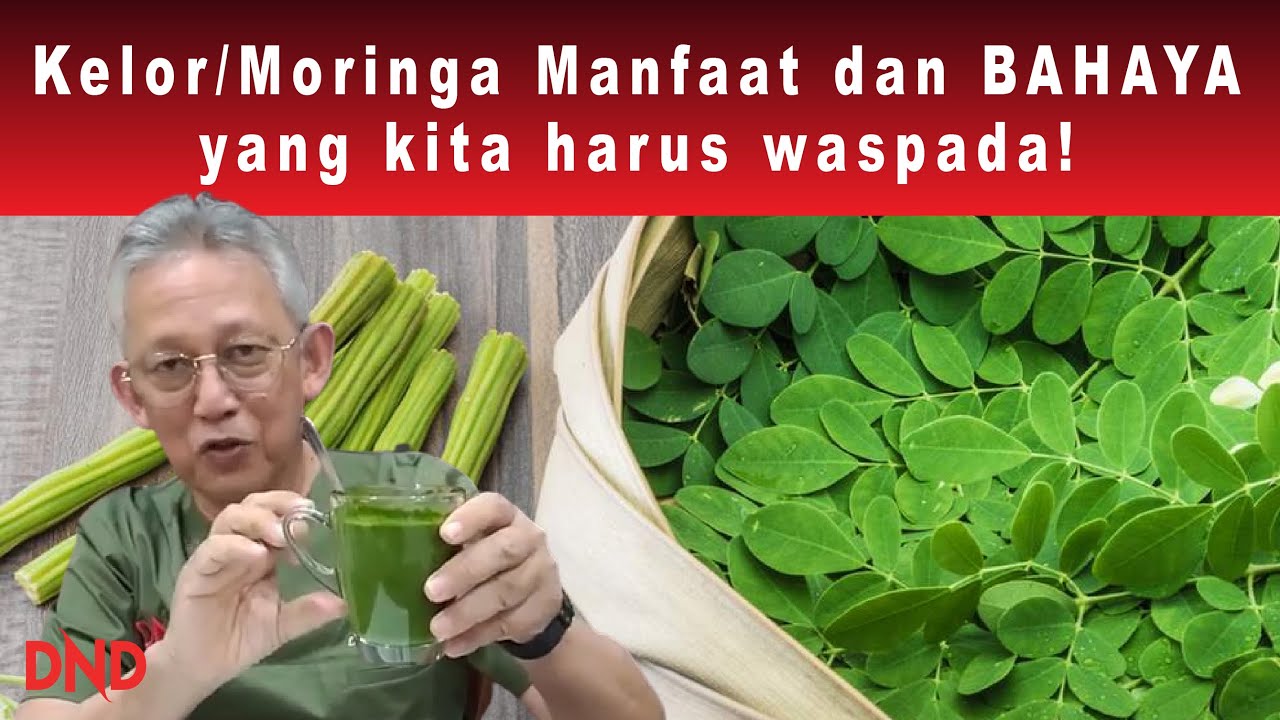 AWAS! KELOR/MORINGA! Manfaat Dan Bahaya Yang Kita Harus Waspada!