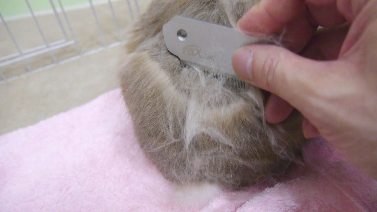 うさぎ 換毛期 ブラッシングダイカイ