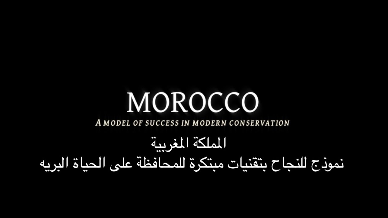 جهودنا في المملكة المغربية - الصندوق الدولي للحفاظ على الحبارى