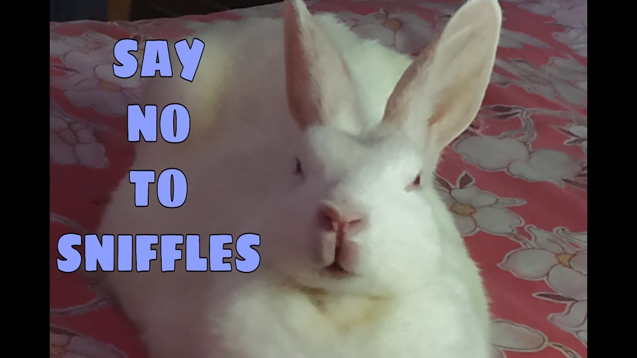 How To Avoid And Cure Snuffles || Tingu Suffered And Servived