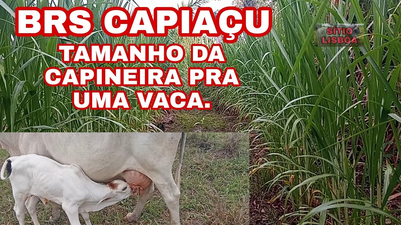 BRS CAPIAÇU, QUAL O TAMANHO DA CAPINEIRA PRA UMA VACA?