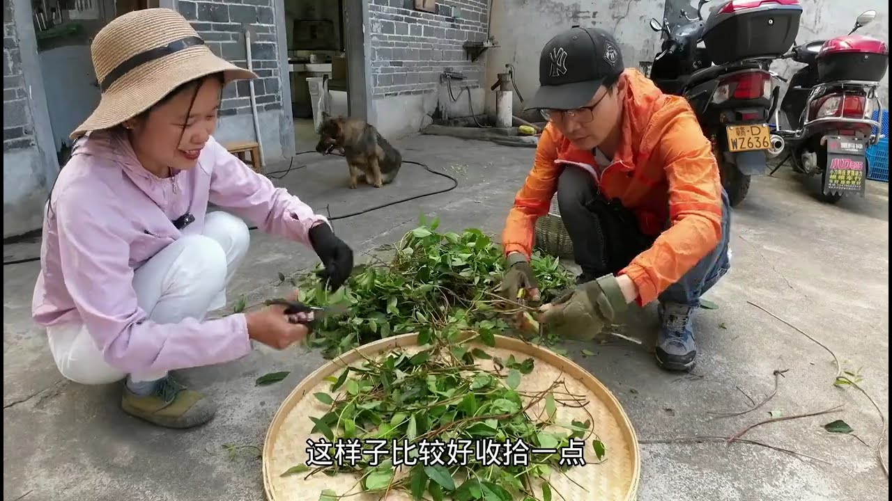 cleaning grass and leaves on the edges of the rice fields
