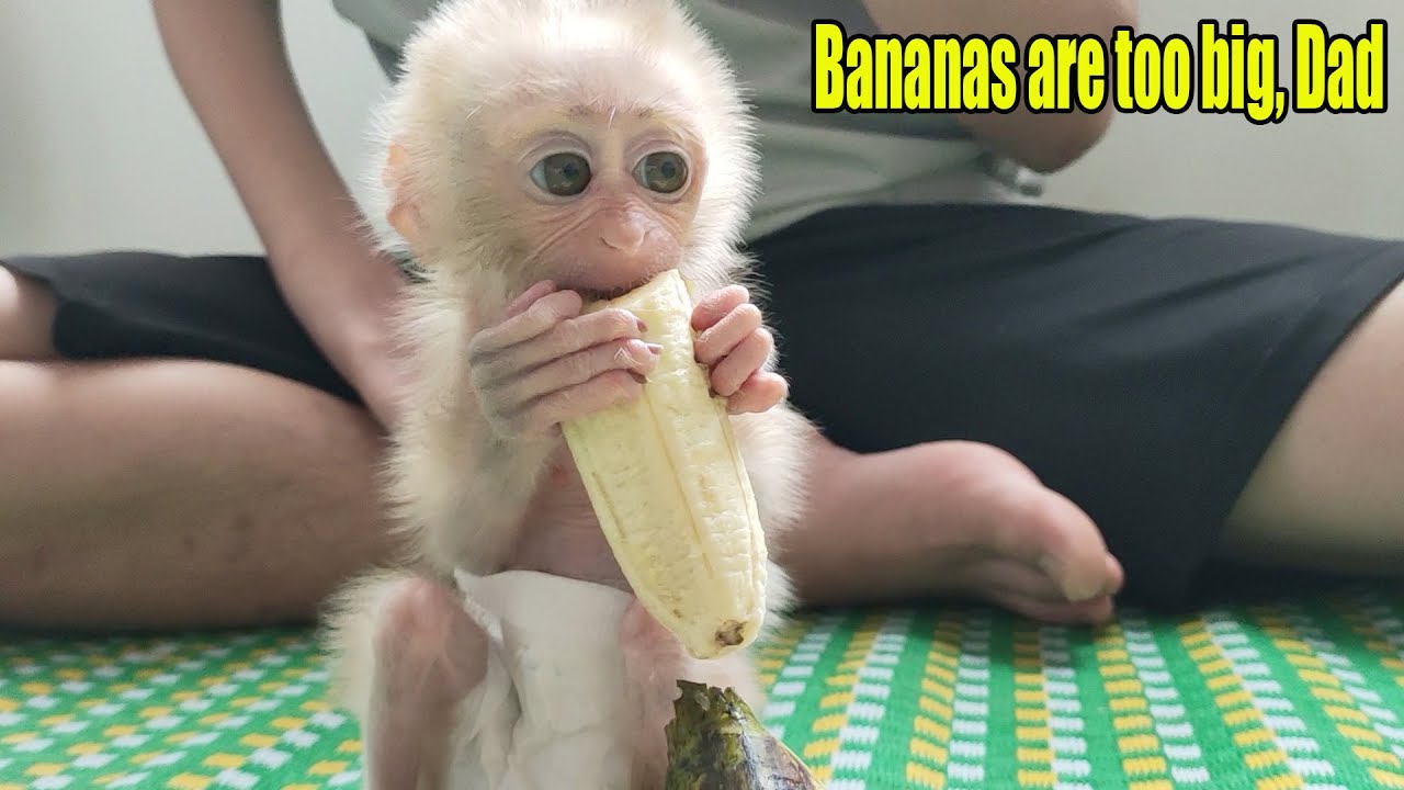Dad fed the baby monkeys Rocky and Ricky a banana