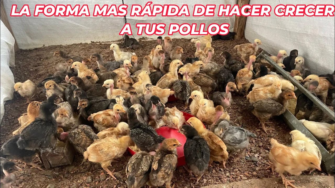 El secreto para  hacer crecer rápido a tus gallinas