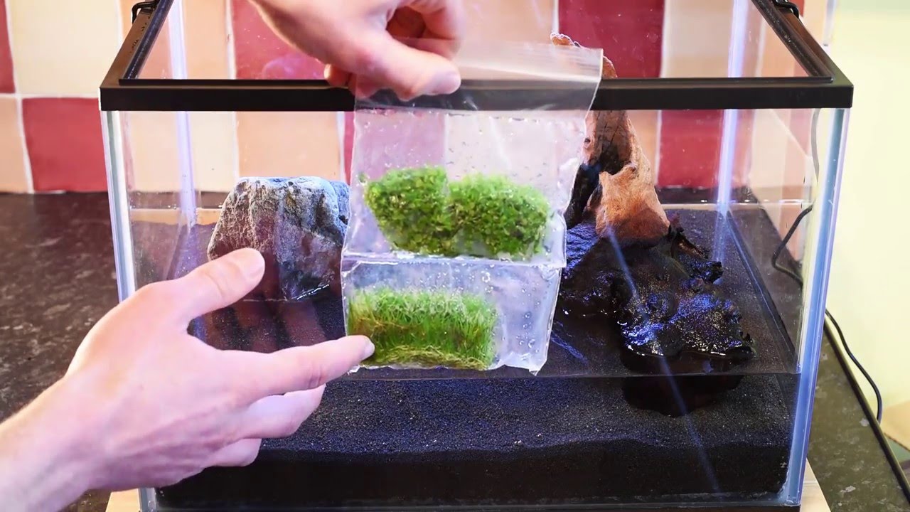 Sadzenie roślin in vitro - Start akwarium