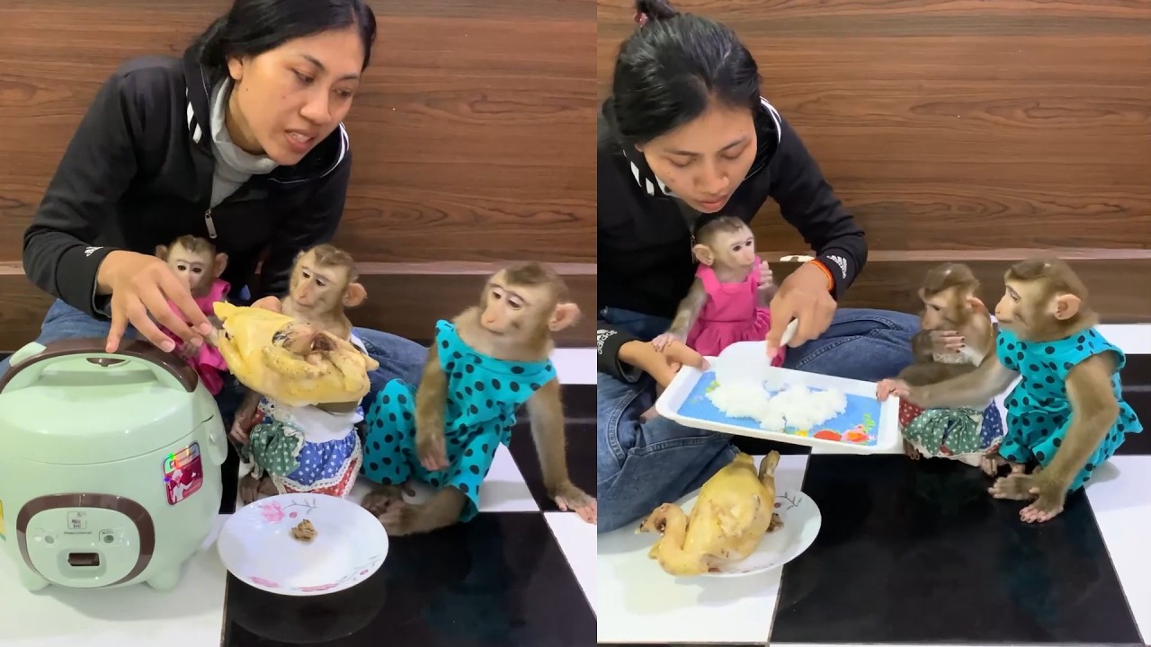 Baby Monkeys’ Big Chicken & Rice Feast 🐵🍗🍚 | Cutest Family Mealtime!