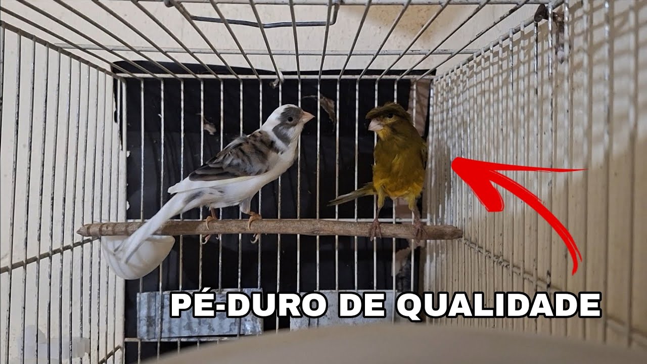 Atualização cruzamento macho verde de topete e fêmea lavandeira 