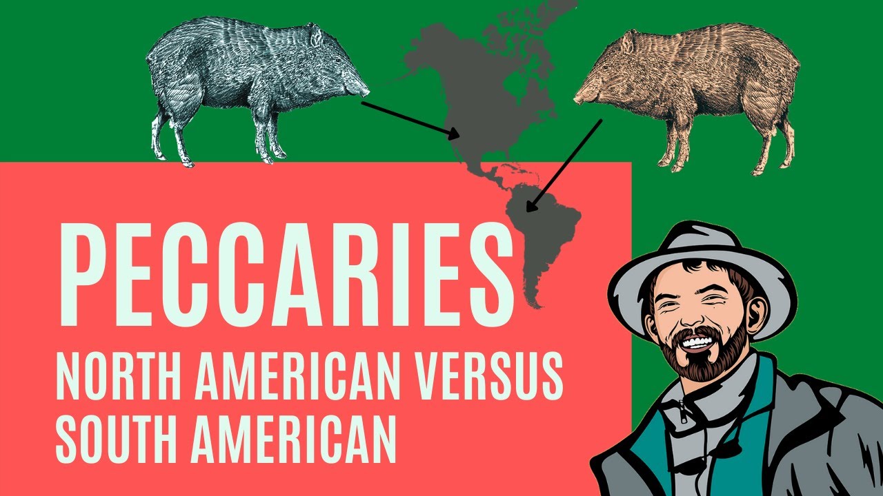 Comparing Collared Peccaries throughout the Americas