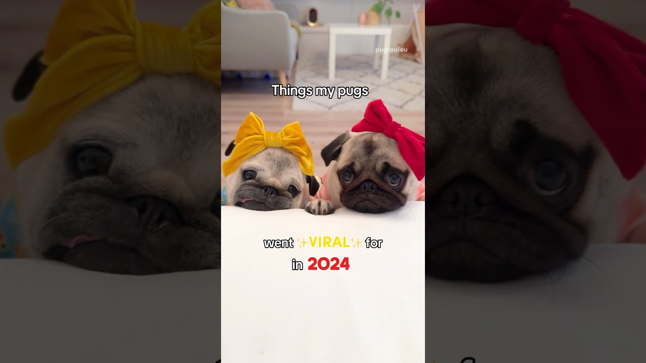 Things my PUGS went VIRAL for in 2024! ❤️✨ 