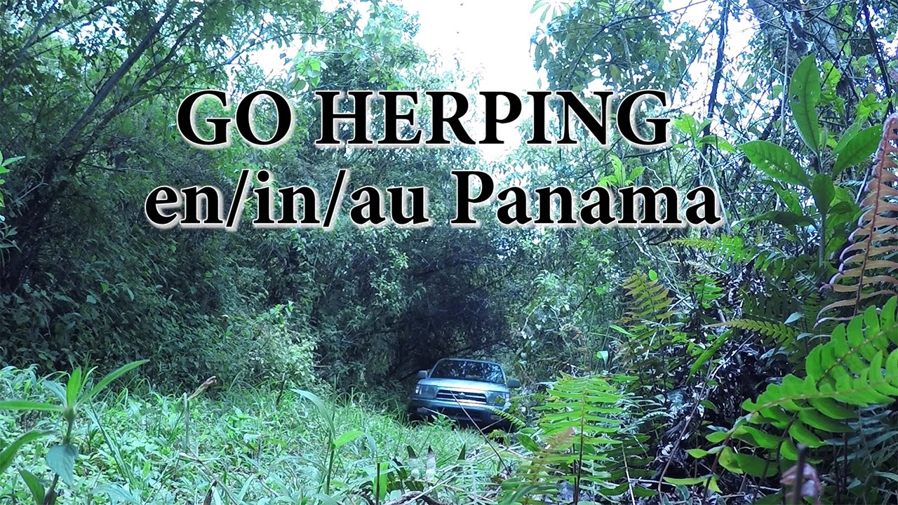 Go Herping Panama 2016
