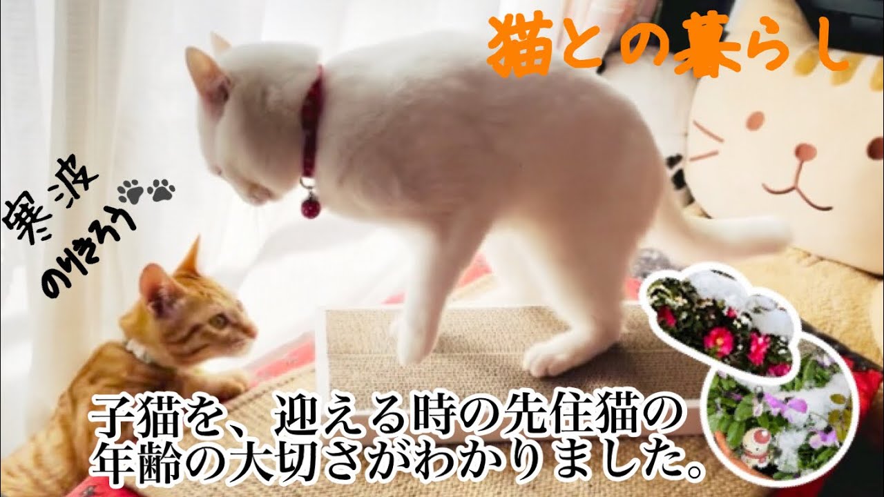 【猫との暮らし】子猫を、迎える時の先住猫の年齢の大切さ#保護猫#茶トラ#猫のじゃれ合い