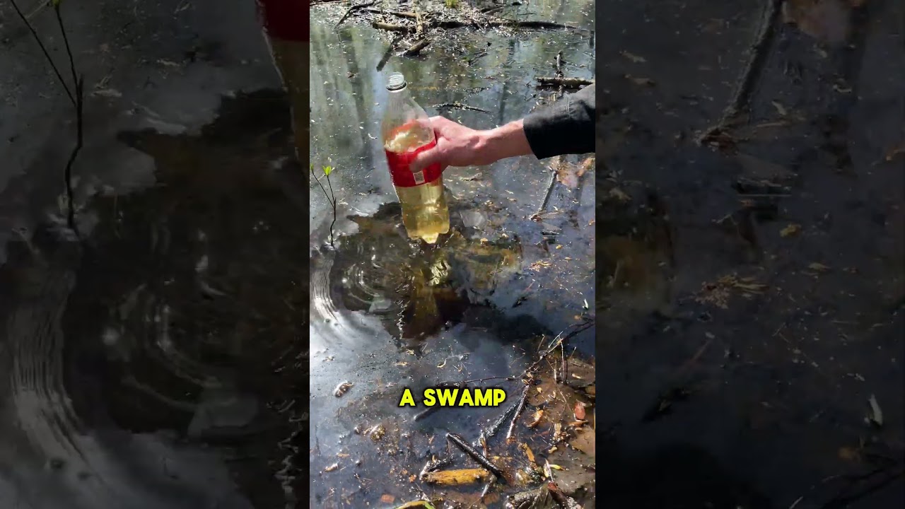 How to get drinking water in the forest #bushcraft #nature #survival