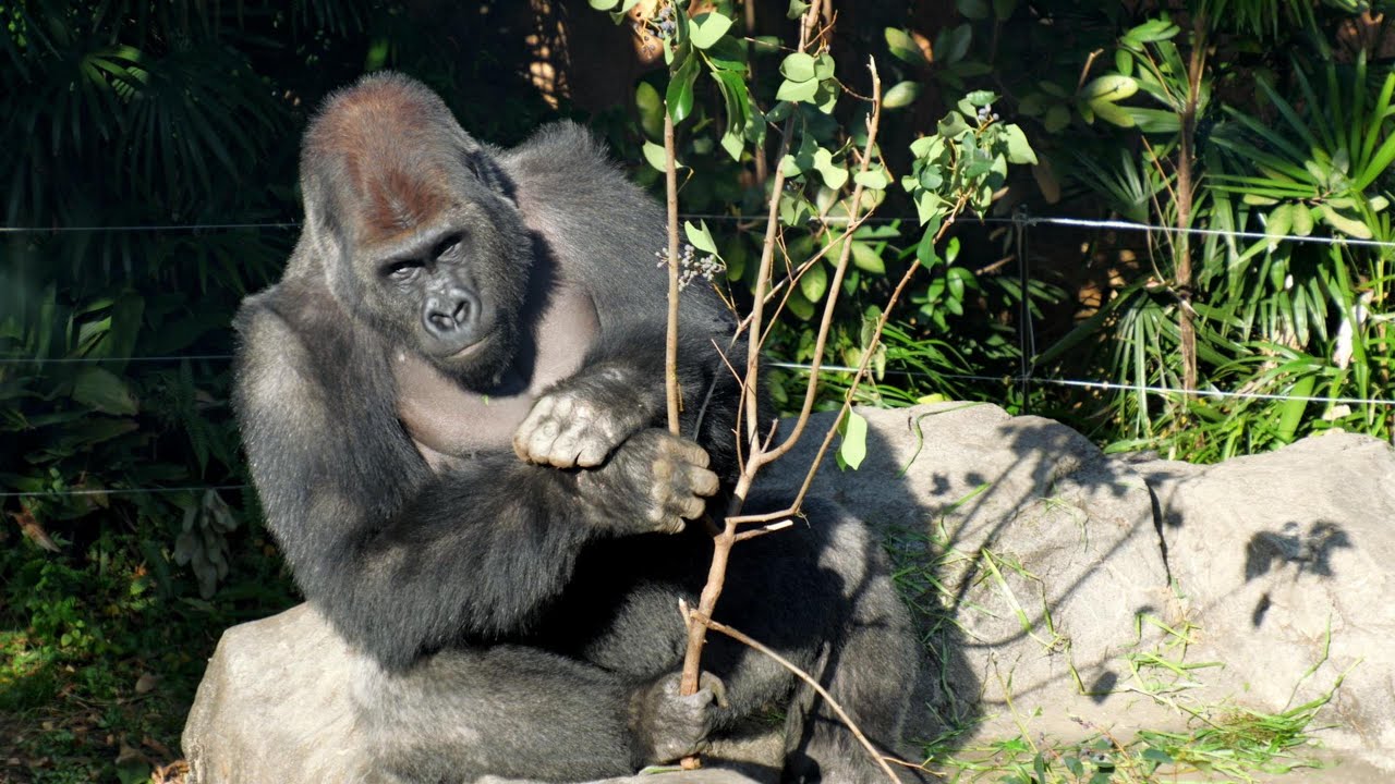 ５年の歳月を経て、今報われた😅ありがとうゲンタロウ！　上野動物園　ゴリラ　202512