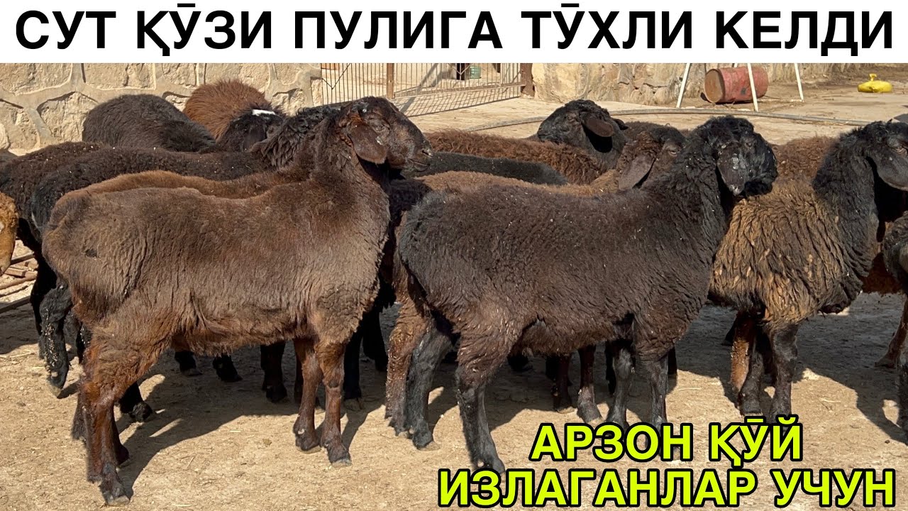 СУТ ҚӮЗИ ПУЛИГА БЕРИЛАДИ. ☎️+998930737273 ☎️+998773200909