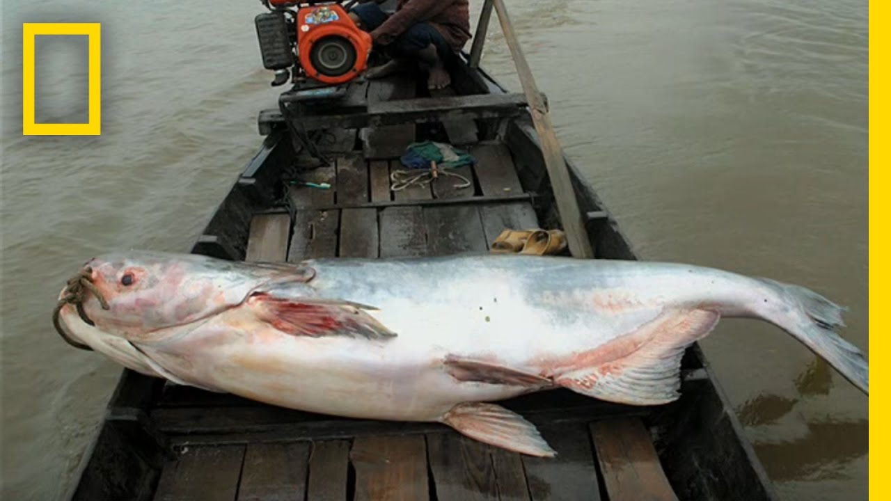 The Elusive Giant Catfish | National Geographic
