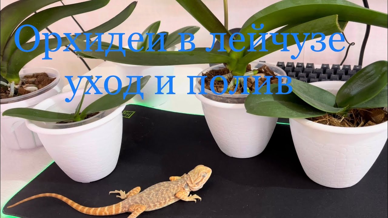 Орхидеи в Лечузе Уход и Полив